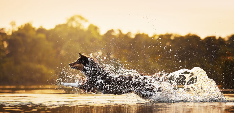 Seelenpfoten Hund springt durchs Wasser