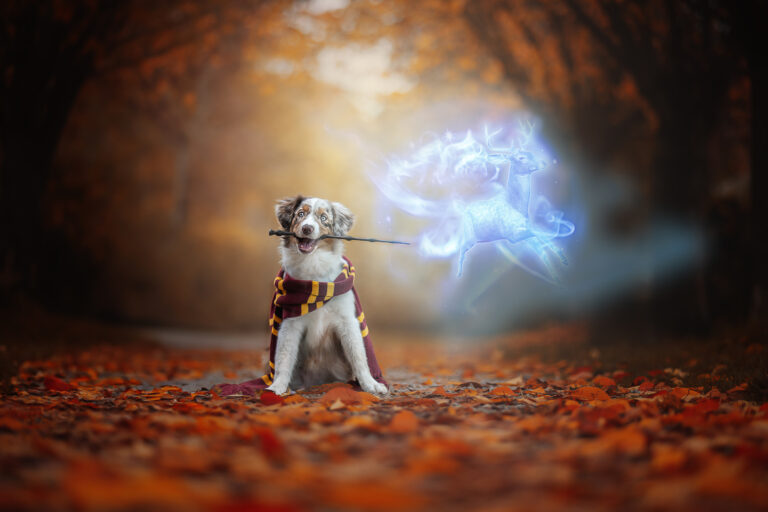 Hundefotografie Ingolstadt Portfolio Australian Shepherd mit Zauberstab