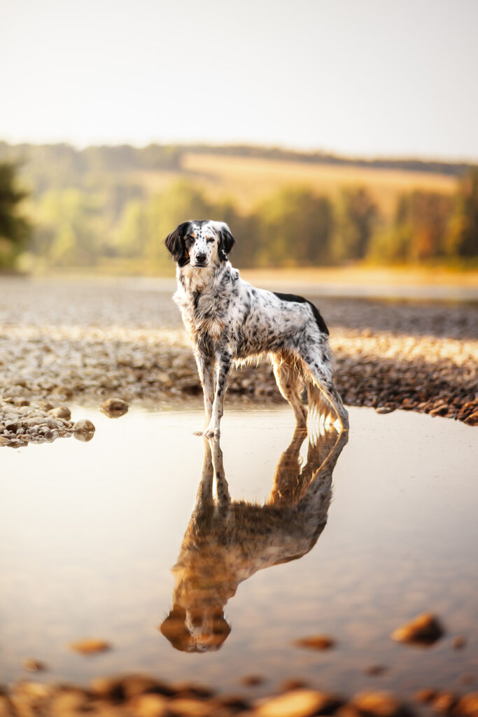 Hundefotografie Bayern: Hund steht im Wasser und spiegelt sich