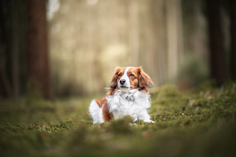 Hund im Wald bei Osterwanderung