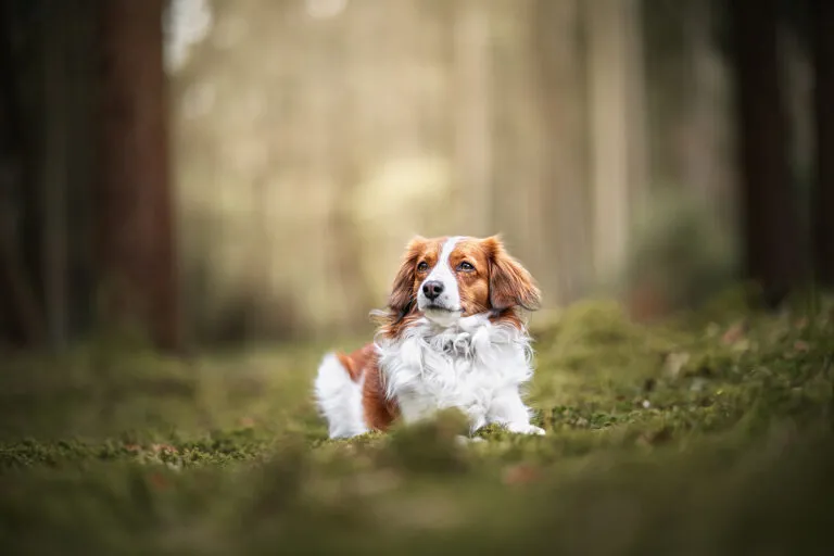 Hund im Wald bei Osterwanderung