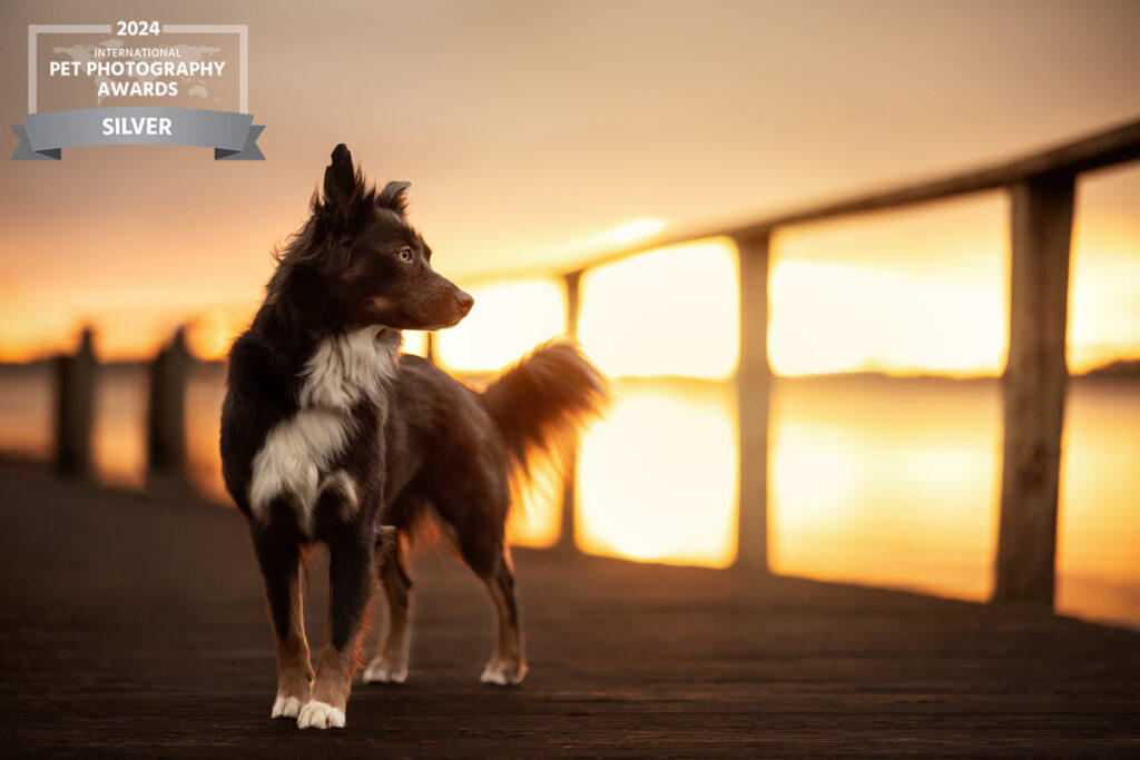 Auszeichnung Foto Award Gewinn Silber: Hund auf dem Steg