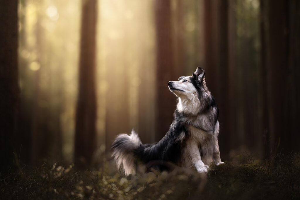 Coaching Fotografie Hund auf Baumstamm