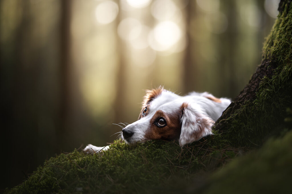 Hund auf Baumstamm
