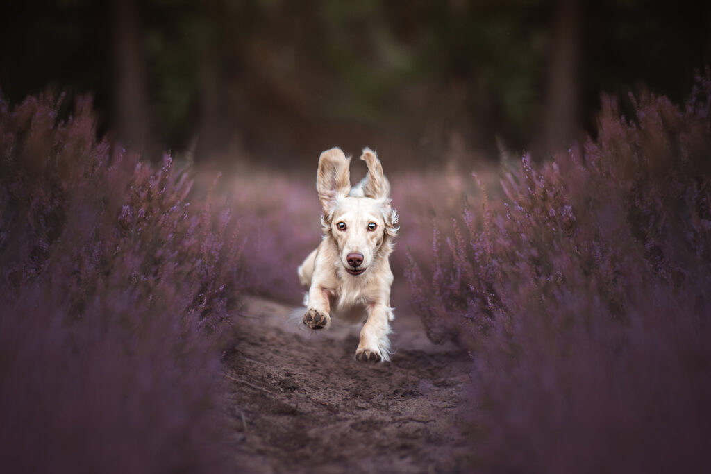 Angebot laufender Hund in der Heide