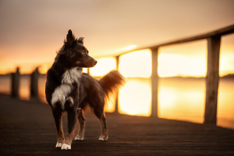 Videoshooting Hund auf Steg im Sonnenaufgang