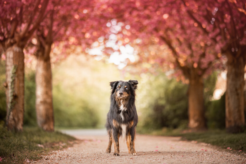 Hund steht vor Kirschblütenallee