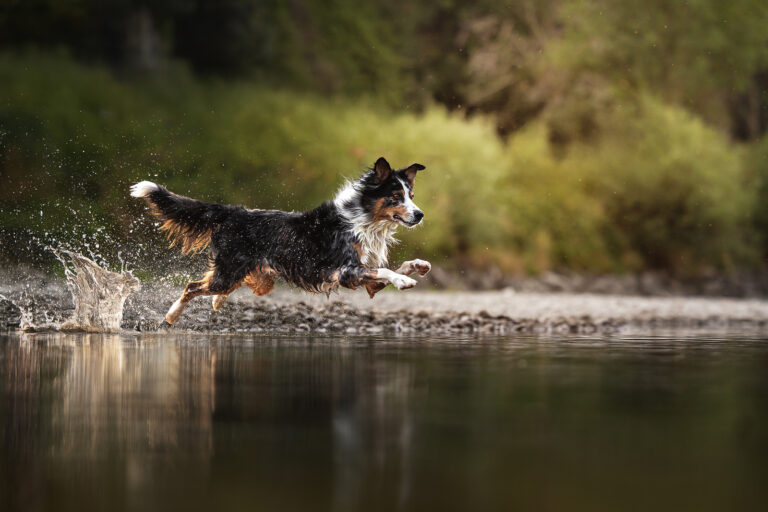 Hund springt durch Wasser im Wald