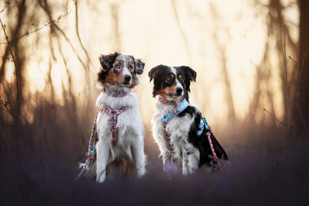 zwei Hunde sitzen im Wald