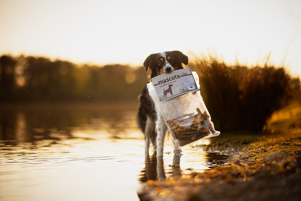 Hund mit Snacks