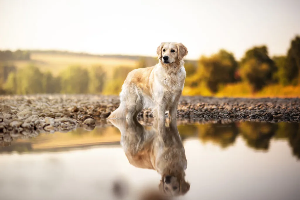 Hundefotografie Ingolstadt: Hund steht im Wasser und spiegelt sich