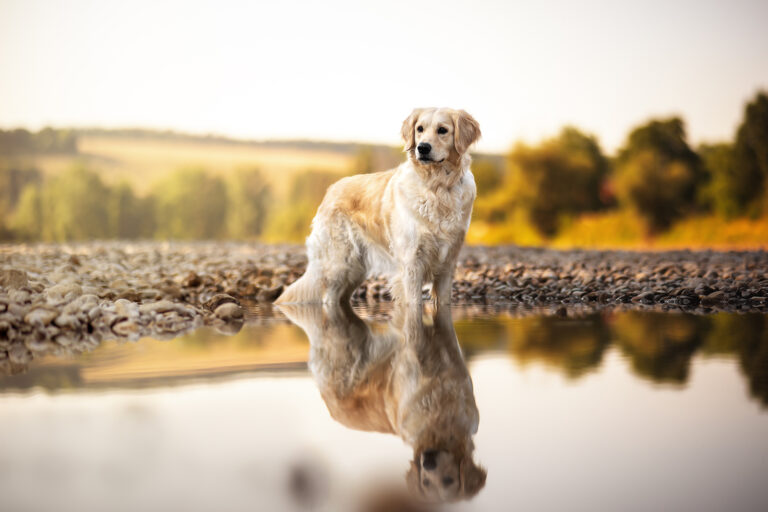 Hundefotografie Ingolstadt: Hund steht im Wasser und spiegelt sich