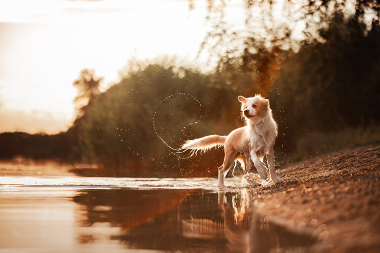 Hund läuft am Wasser in Ingolstadt