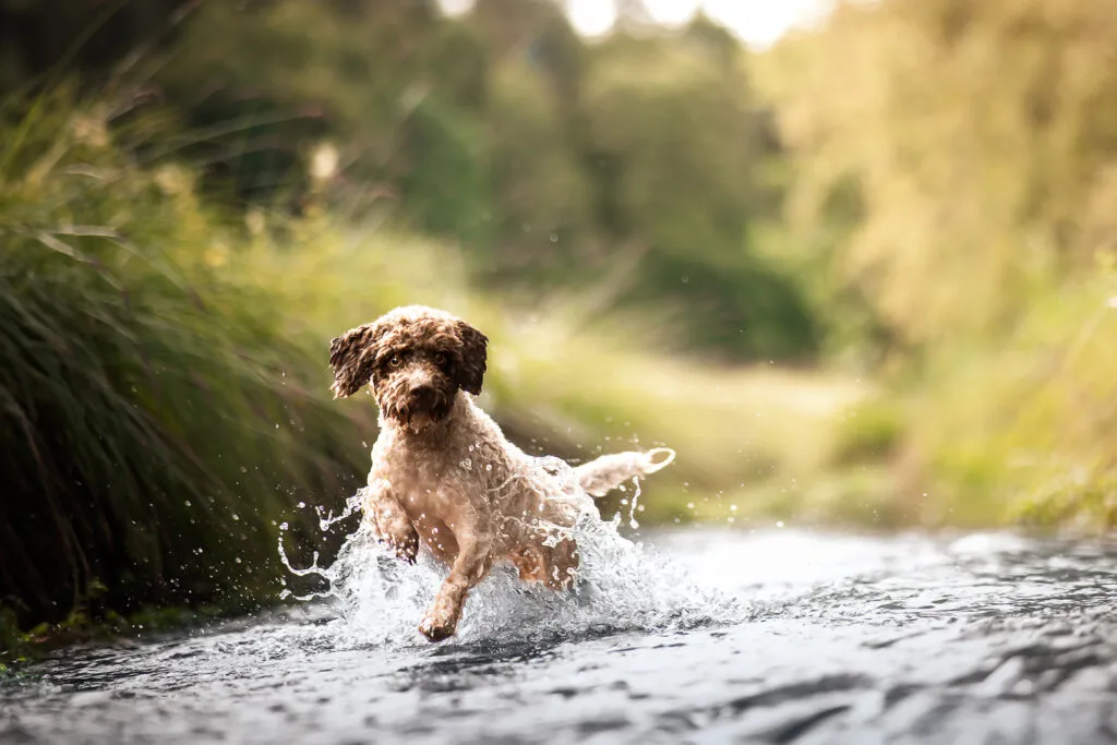 Hund springt durch Wasser in Bayern