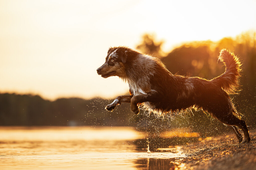 Hund springt bei Sonnenuntergang ins Waser