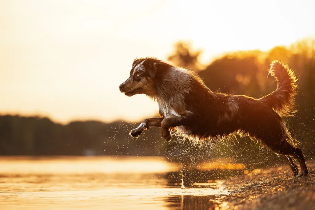 Hund springt bei Sonnenuntergang ins Waser