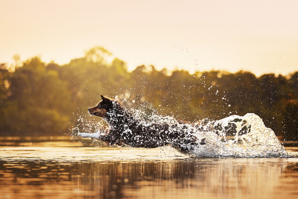 Actionfotos Hund springt durchs Wasser