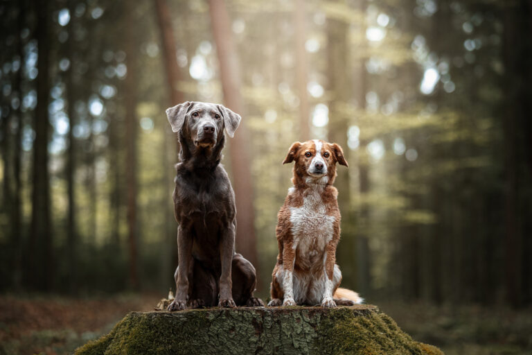 Zwei Hunde gemeinsam auf Baumstamm