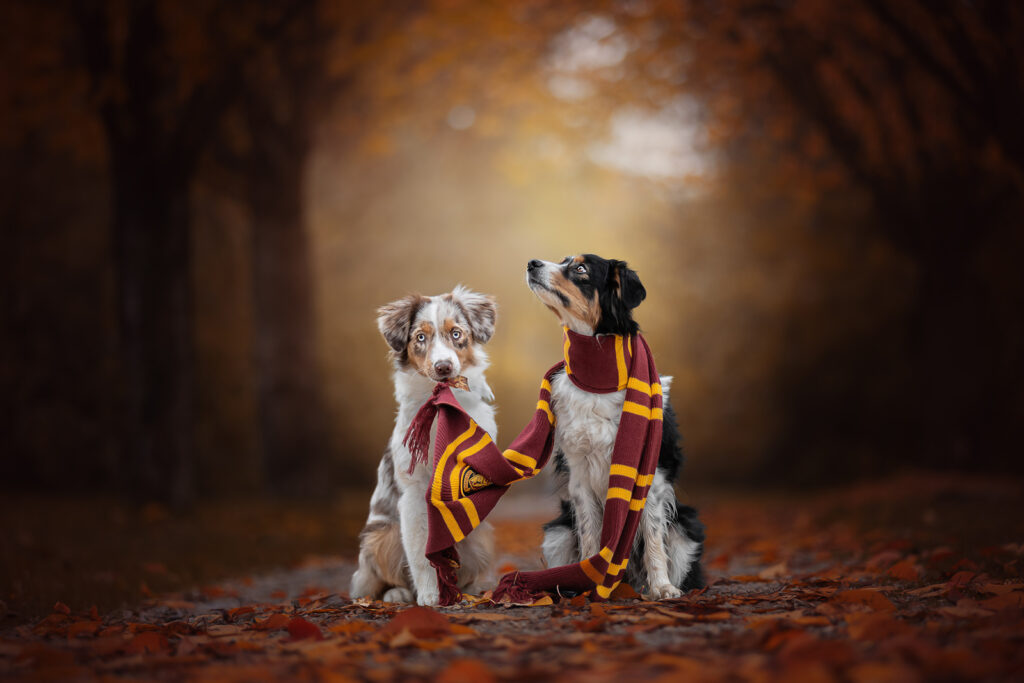 Angebot zwei Hunde mit Zauberstab