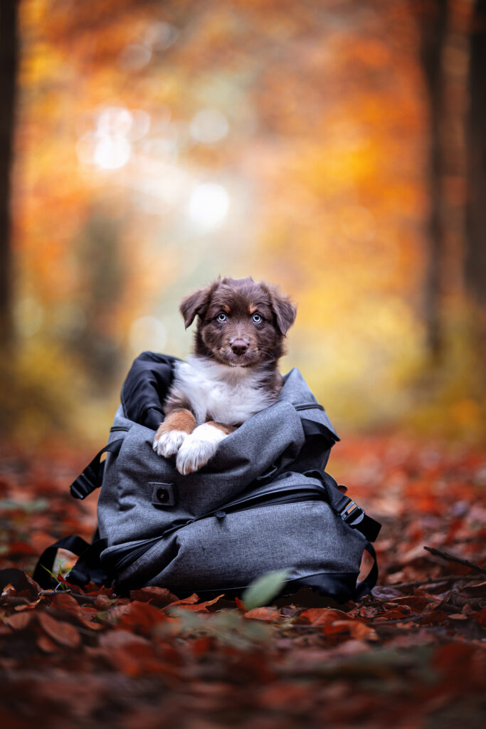 Herbstgeflüster Welpe im Rucksack
