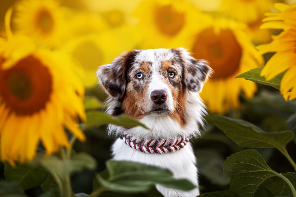 Hund im Sonnenblumenfeld