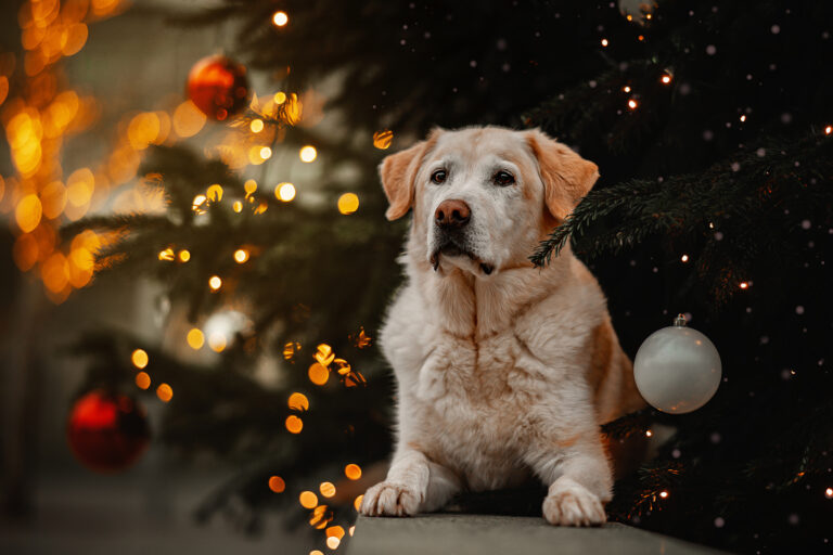 Hund im Weihnachtsbaum