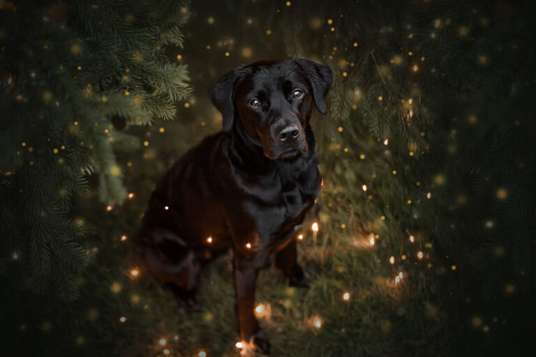 schwarzer Labrador in Lichterketten