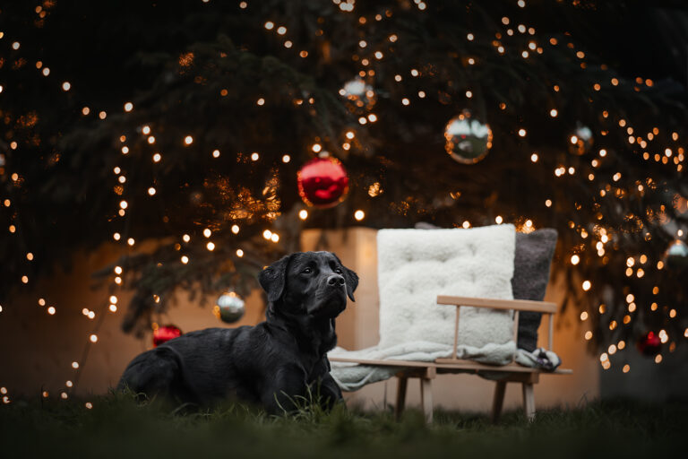 schwarzer Labrador vor Weihnachtsbaum