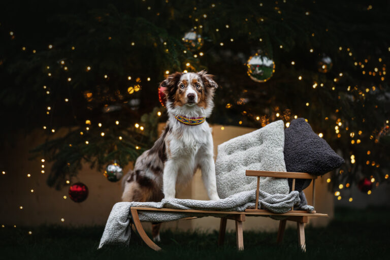 australian shepherd mit Schlitten