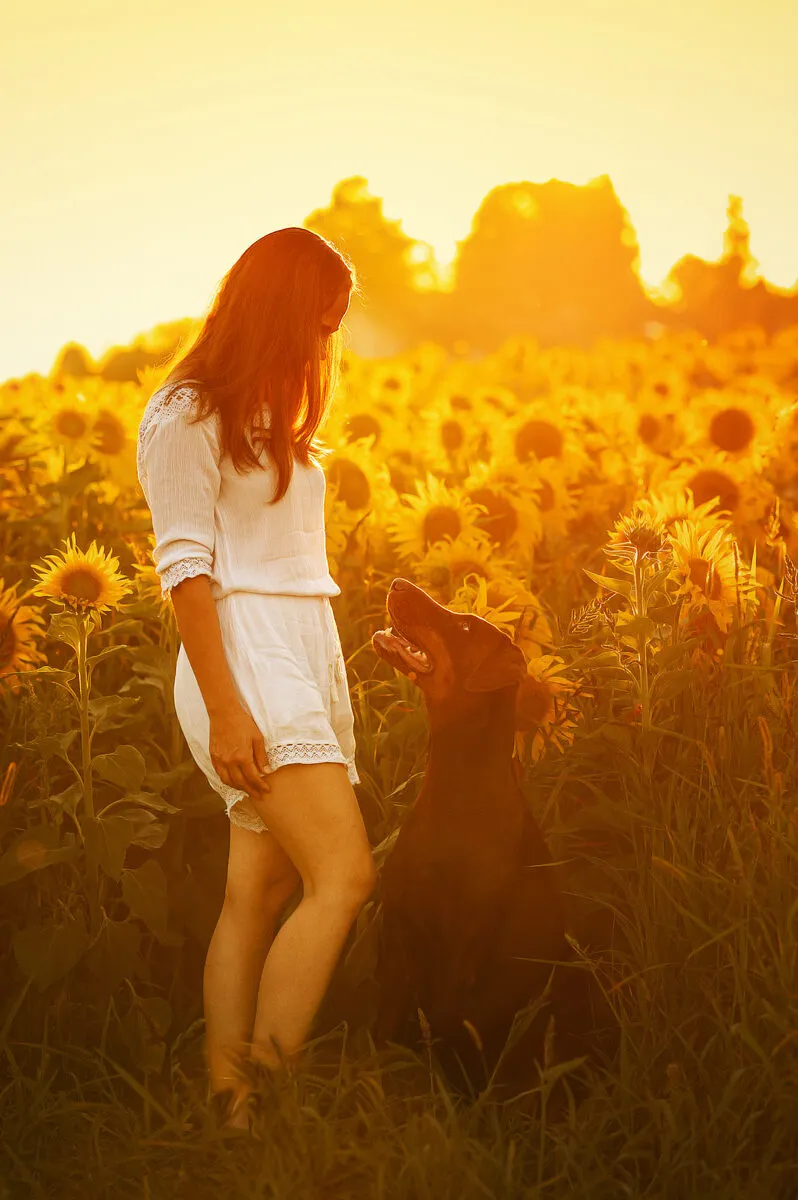 Frau mit Dobermann im Sonnenblumenfeld beim Hundefotoshooting in Ingolstadt