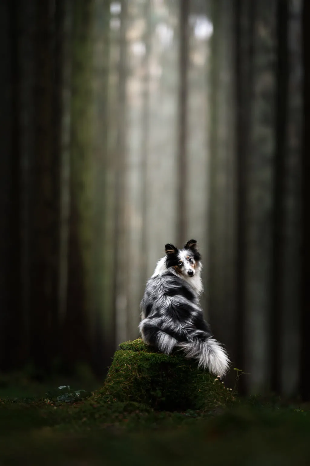 Hund sitzt auf einem Baumstamm im Wald beim Hundefotoshooting in Ingolstadt