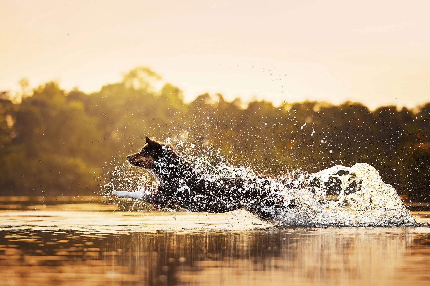 Aussie springt durch den See beim Hundefotoshooting in Ingolstadt