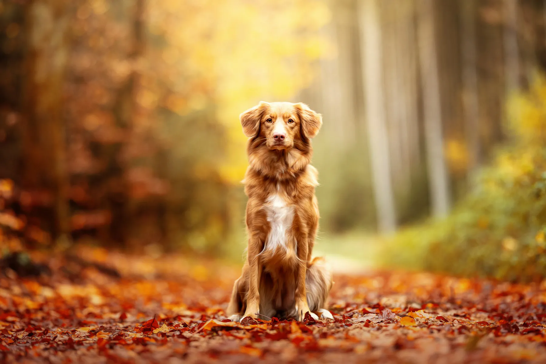 Nova Scotia Duck Tolling Retriever im Herbstlaub bei Ingolstadt