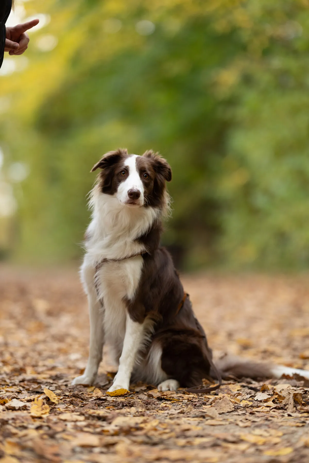 Hund sitzt im Herbstlaub, unbearbeitetes Originalbild aus der Kamera
