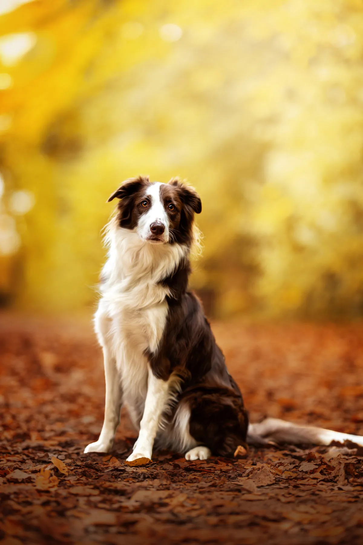 Australian Shepherd sitzt im Herbstlaub, bearbeitet im Pottygrafie Stil