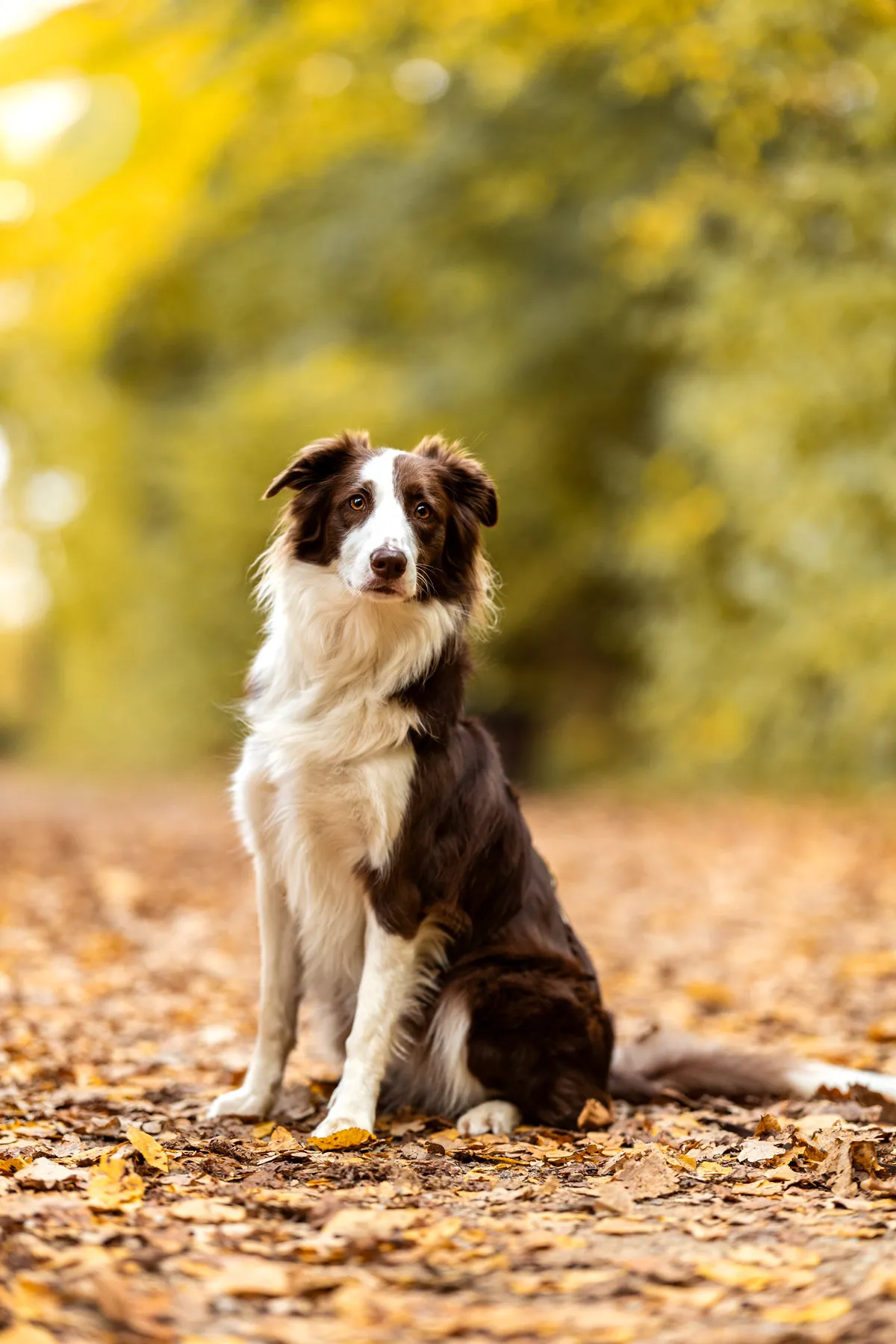Hund sitzt im Herbstlaub im weichen Softlook