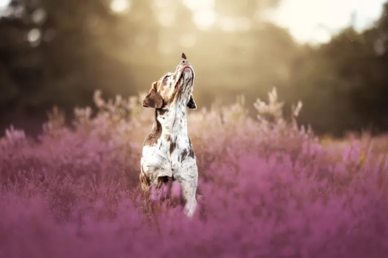 Heide-Shooting Hund im Bluetenmeer bei Nuernberg
