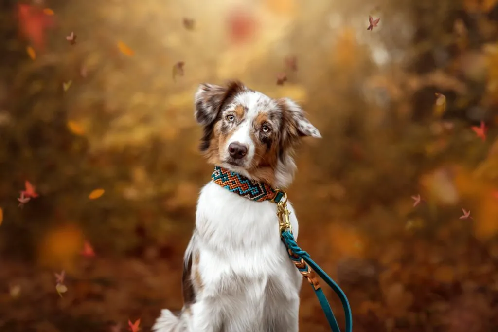 Red Merle Aussie im Herbstlaub mit Leine und Halsband