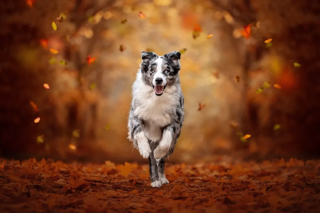 Hundefotografie Portfolio: Blue Merle Aussie rennt durch Herbstlaub