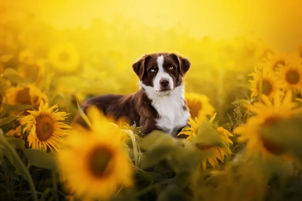 Red Bi Aussie in den Sonnenblumen