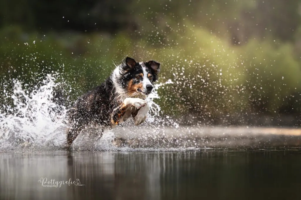 Australian Shepherd springt mit Anlauf ins Wasser