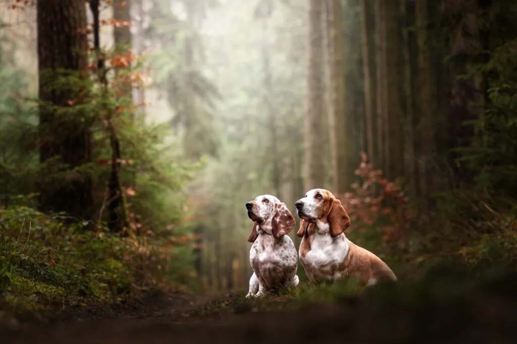 Zwei Basset Hounds im Wald