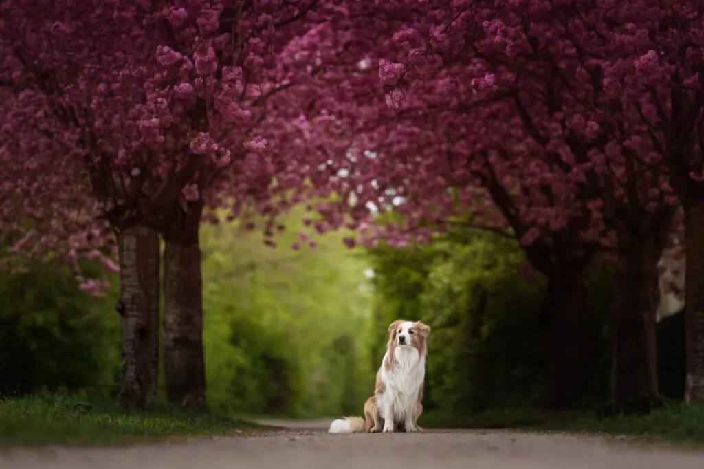 Border Collie sitzt in der Kirschblüte