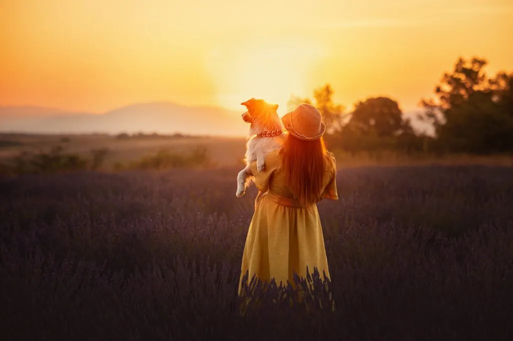 Frau im gelben Kleid mit Aussie auf dem Arm im Lavendelfeld zum Sonnenuntergang