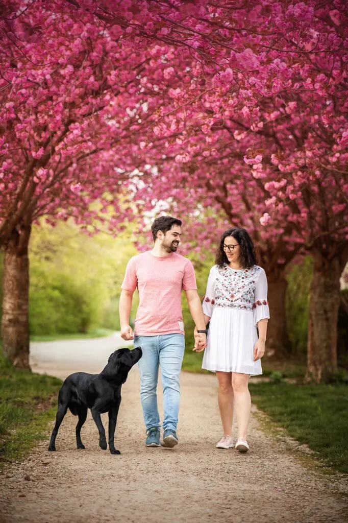 Paar läuft mit Labrador durch eine Kirschblütenallee