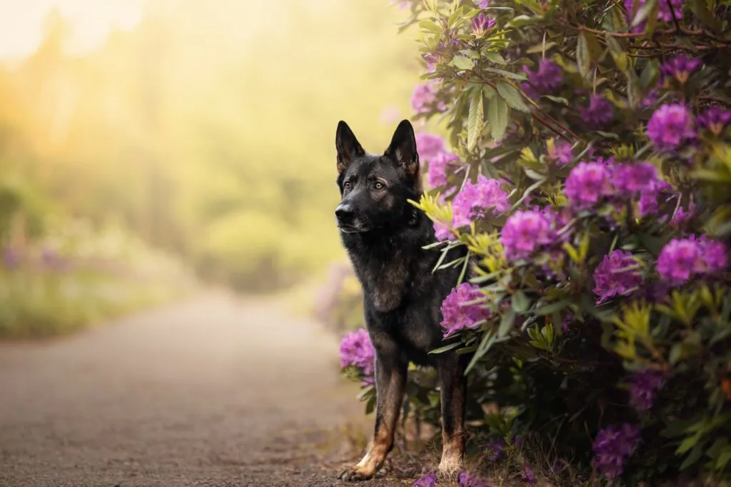 Schäferhund sitzt in Blumen