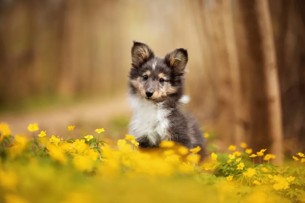 Sheltie Welpe in gelben Blumen