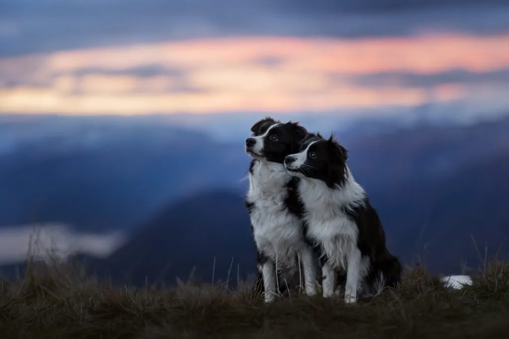 Zwei Aussies in den Bergen zum Sonnenaufgang