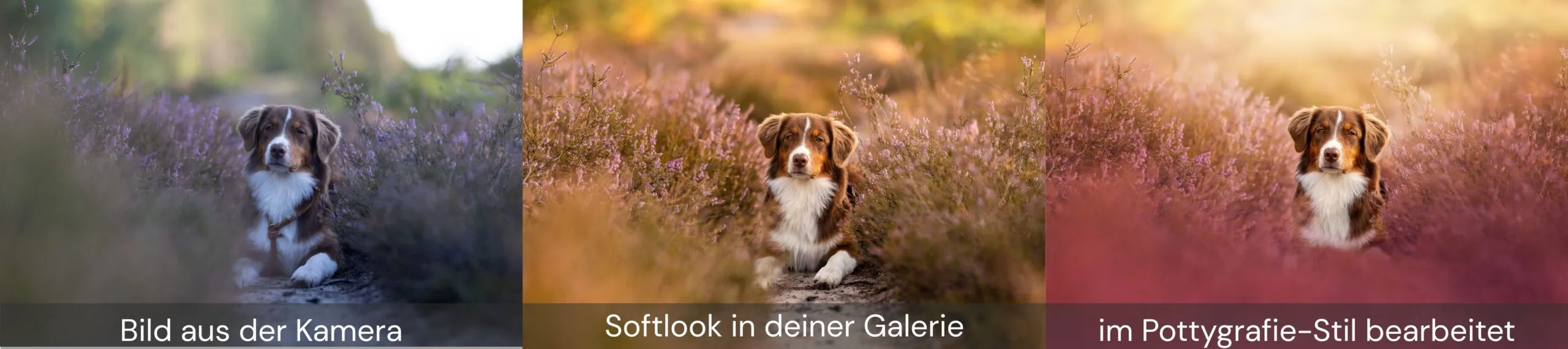 Fotoshooting Bildbearbeitungsvergleich in der Heide