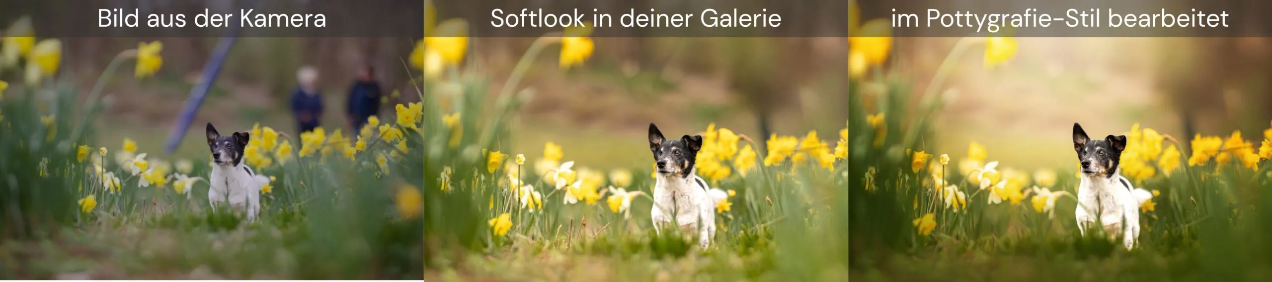 Dein Fotoshooting in den Glockenblumen Vergleich